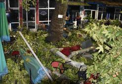 Asırlık çınar ağacının dalları kopup kahvehanede oturanların üzerine düştü: 9 yaralı