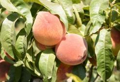 Şeftalide verim yüz güldürüyor