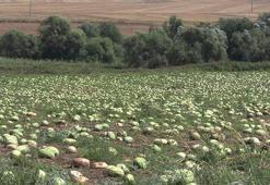 Dolunun zarar verdiği 700 dönüm karpuz tarlada kaldı; toplama maliyetli, nakliye pahalı