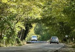 'Ağaç tünel yol' hayran bırakıyor