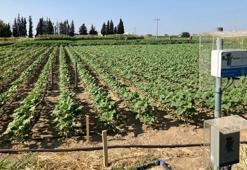 'Tarımsal sulamada yapay zeka yüzde 80 tasarruf sağlıyor'