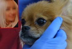 Eski erkek arkadaş şikayet etti, evde köpeklere işkence ortaya çıktı