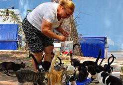 'Kedilerin annesi' Alev Öğretmen, 2 arkadaşıyla 80'den fazla kediye bakıyor