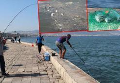 Kordon'da ölü balık kokusunda av