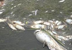 Yeşilırmak'ta balık ölümleri