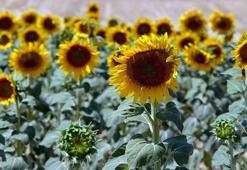 Ayçiçeğinde ön alım fiyatı, ton başına 20 bin lira olarak açıklandı