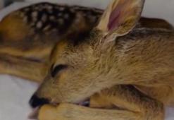 Annesini bulamayan yavru karacaya DKMP ekipleri, sahip çıktı