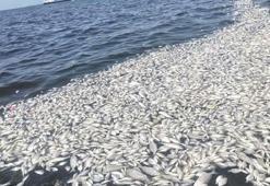 Prof. Dr. Yaşar: İzmir Körfezi temizlenmezse balık ölümleri devam eder