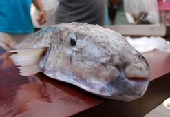 Av yarışmasında, 4 kiloluk istilacı balon balığı yakalandı