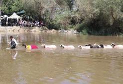 Denizli'de 8 asırlık geleneğin bu yıl 851'incisi düzenlendi; 'taşıma su' ile koyunlar nehirden geçirildi