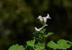 Yeni keşfedilen bitki türü 'Latmos Kazgagası' yok olma tehlikesiyle karşı karşıya