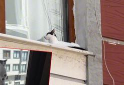 Avcılar'da 3. kattaki dairenin penceresinde mahsur kalan kedi kurtarıldı