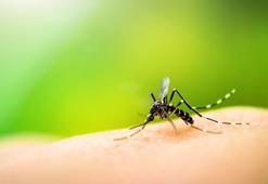 ABD’de bir kişi sivrisinek ısırığı sonrası hayatını kaybetti