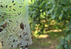 İstilacı kahvrengi kokarcaya karşı 300 bin samuray arısı doğaya salınacak