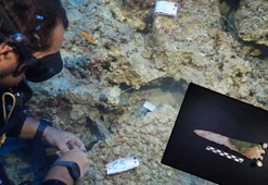 Su altı kazısında 3 bin 600 yıllık hançer bulundu