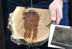 Orman yangınlarının ardından sel riskine karşı 'su hasadı' önlemi