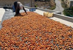 'Ekolojik tarım' yapılan köyde 160 ton erik kurutuluyor
