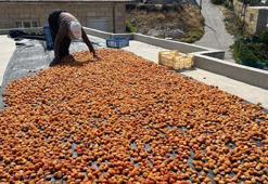 'Ekolojik tarım' yapılan köyde 160 ton erik kurutuluyor