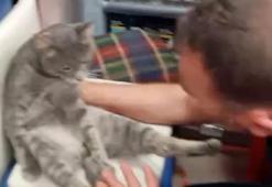 'Bal' yiyen kedinin fenalaşması kamerada