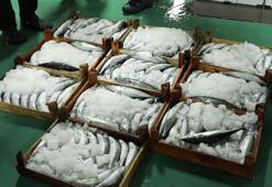 Gürpınar Balık Hali'nde yeni av sezonunun ilk mezatları yapıldı