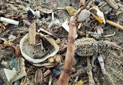 Yavru carettaların çöplerin içinden denize ulaşma mücadelesi