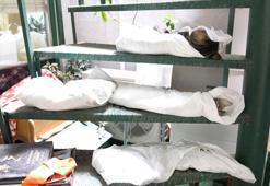 Kadıköy'de sokak hayvanı katliamı: 25 kedi ve köpek zehirlendi