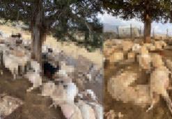 Çınar ağacına yıldırım düştü, altında bulunan 30 küçükbaş öldü