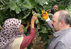 İncir hasadına katılan Varank: Destekler kalktı yalanlarına inanmayın