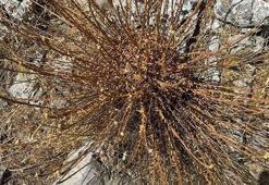 'Ölmez çiçeği'ni koparmanın cezası 387 bin 141 TL