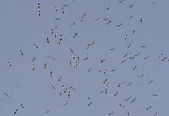 Kuşların Afrika'ya göçü, Mersin semalarını süslüyor