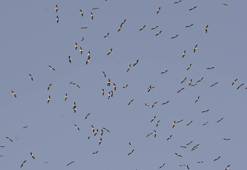 Kuşların Afrika'ya göçü, Mersin semalarını süslüyor