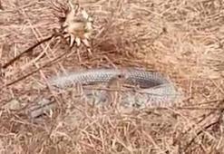 Çanakkale'de 'Bozyörük yılanı'nı görüntülemek isterken saldırısına uğradı