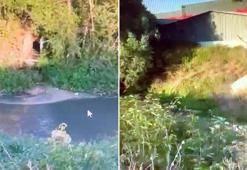 Doğayı kirletmeye devam eden beyaz et firmasına 3’üncü kez para cezası