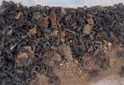 Şanlıurfa'da 270 akrep ele geçirildi