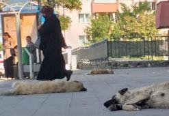 Ağrı'da başıboş köpek tedirginliği
