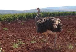 Kilis'te deve kuşu bulundu