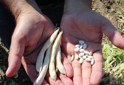 Aksaray’da Türk mutfağının vazgeçilmezi beyaz fasulyenin hasadı başladı