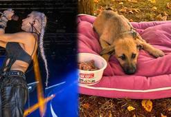 Şiddet mağduru yavru köpeğe, durumunu takip eden Hande Yener'in şarkısı 'Damla' ismi verildi