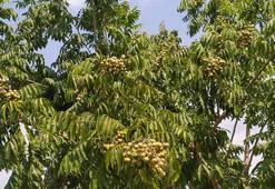 Tropikal bölgelerde yetişen 'sabun cevizi' Akdeniz Bölgesi'ne uyum sağladı