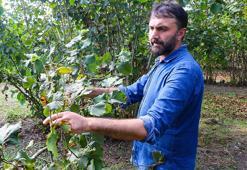 Fındık bahçelerine zarar veren ‘kahverengi kokarca’ya şarkı yaptı