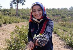 Süper meyve 'aronya'da hasat zamanı; kilosu 250 TL