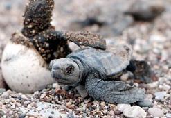 Çıralı'da deniz kaplumbağası yuvalama sezonu, rekorla tamamlandı
