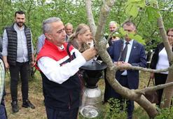 Kahverengi kokarcaya hunili tuzak