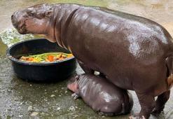 Tayland’da nesli tehlike altında olan cüce su aygırı sosyal medyada ilgi odağı oldu