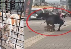 Ata saldıran pitbull cinsi köpek, barınağa teslim edildi