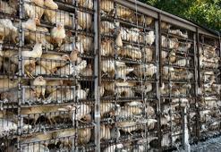 Kayseri'de kadın çiftçilere 10 bin tavuk dağıtıldı