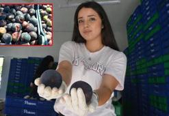 Buckingham Sarayı'nın sofralarını süsleyen 'Bursa siyahı', AB tescilli olarak Avrupa yolculuğuna çıkıyor