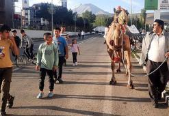 Antalya'dan Ağrı'ya kurbanlık gönderilen deveye ilgi