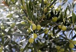 2 anıt zeytin ağacından 70 kilo rekolte beklentisi