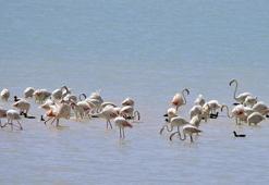 Arin Gölü flamingolarla şenlendi